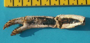 &copy; Thijs de Boer